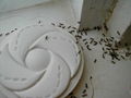Argentine ants accessing trap.JPG
