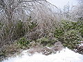 Ice Encased Trees and Bushes in Winter.jpg