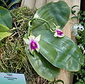 Phalaenopsis bellina OrchidsBln0906.jpg