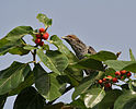 Asian Koel (Eudynamys scolopacea)- Female looking for ripe Banyan tree (Ficus benghalensis) figs in Secunderabad W IMG 6636.jpg