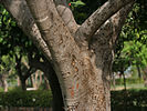 Banyan tree (Ficus benghalensis) trunk in Secunderabad, AP W IMG 6634.jpg
