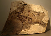 YixianornisGrabaui-PaleozoologicalMuseumOfChina-May23-08.jpg