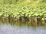 Petasites hybridus Ukhta River.jpg