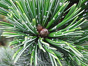 Pinus Aristata raisin flecks.JPG