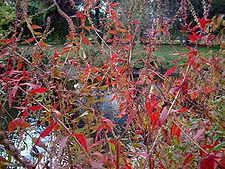 Loosestrife (Lythrum salicaria ).jpg