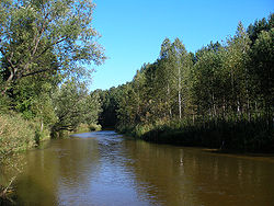 Река Барнаулка в ленточном бору близ Барнаула