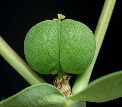 Euphorbia lathyris10 ies.jpg