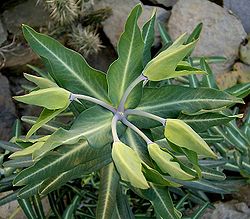 Euphorbia lathyris2 ies.jpg