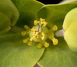 Euphorbia lathyris5 ies.jpg