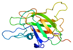 Protein F5 PDB 1czs.png