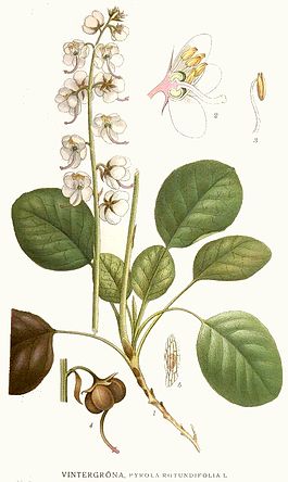 Грушанка круглолистная (Pyrola rotundifolia). Типовой вид типового рода трибы. Ботаническая иллюстрация из книги К. А. М. Линдмана «Bilder ur Nordens Flora», 1917—1926