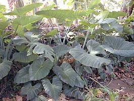 Xanthosoma roseum