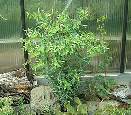 Euphorbia lathyris8 ies.jpg