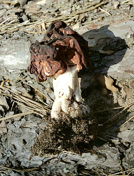 Gyromitra esculenta.jpg