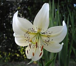 Lilium trigrinum 'White Twinkle' 1.JPG