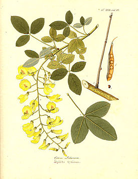 14065.Leguminosae - Laburnum vulgare.jpg