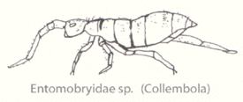 Entomobryidae