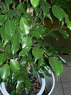 Ficus benjamina2.jpg