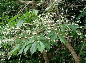 Lyonia ovalifolia1.jpg