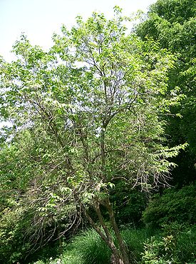 Lyonia ovalifolia subsp. neziki