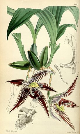 Paphinia cristata