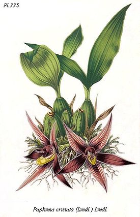 Paphinia cristata