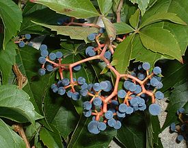 Плоды и листья девичьего винограда пятилисточкового  Parthenocissus quinquefolia