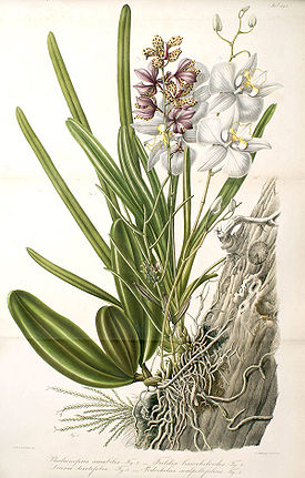 Phalaenopsis  amabilis