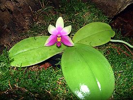Phalaenopsis bellina (Christenson 1995)
