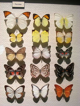 Белянки (бабочки)