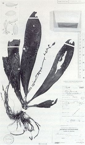 Phalaenopsis robinsonii J.J.Smith 1917