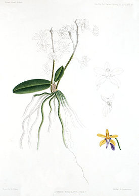 Phalaenopsis braceana (Christ 1986)