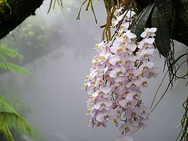 Phalaenopsis philippinensis Golamco ex Fowlie &amp;amp; C.Z.Tang 1987