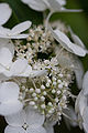 Hydrangea paniculata fleurs2.jpg