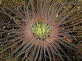 Ceriantharia (Tube anemone) pink.jpg