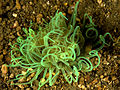 Cerianthidae (Tube anemone).jpg