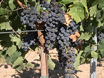 Merlot grapes on the vine