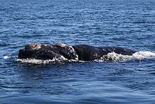 Photo of whale at surface