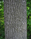 Fraxinus americana bark.jpg
