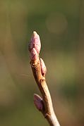 Ribes-nigrum-buds.jpg