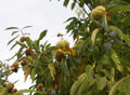 Chestnuts on tree.jpg