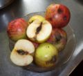 Gravenstein apples with codling moth.JPG