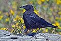 Northwestern Crow.jpg