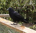 Northwestern Crow on railing.jpg
