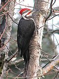 Pileated Woodpecker in a Tree.jpg