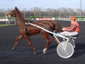 Sulky racing Vincennes DSC03735 cropped.JPG