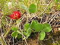 Trifolium incarnatum MdE.jpg