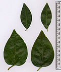Vinca major-minor leaves.jpg