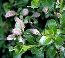 Seidenhaarige Weide (Salix glauca) 5790.JPG