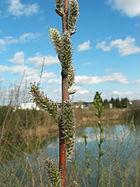 Salix viminalis 004.jpg